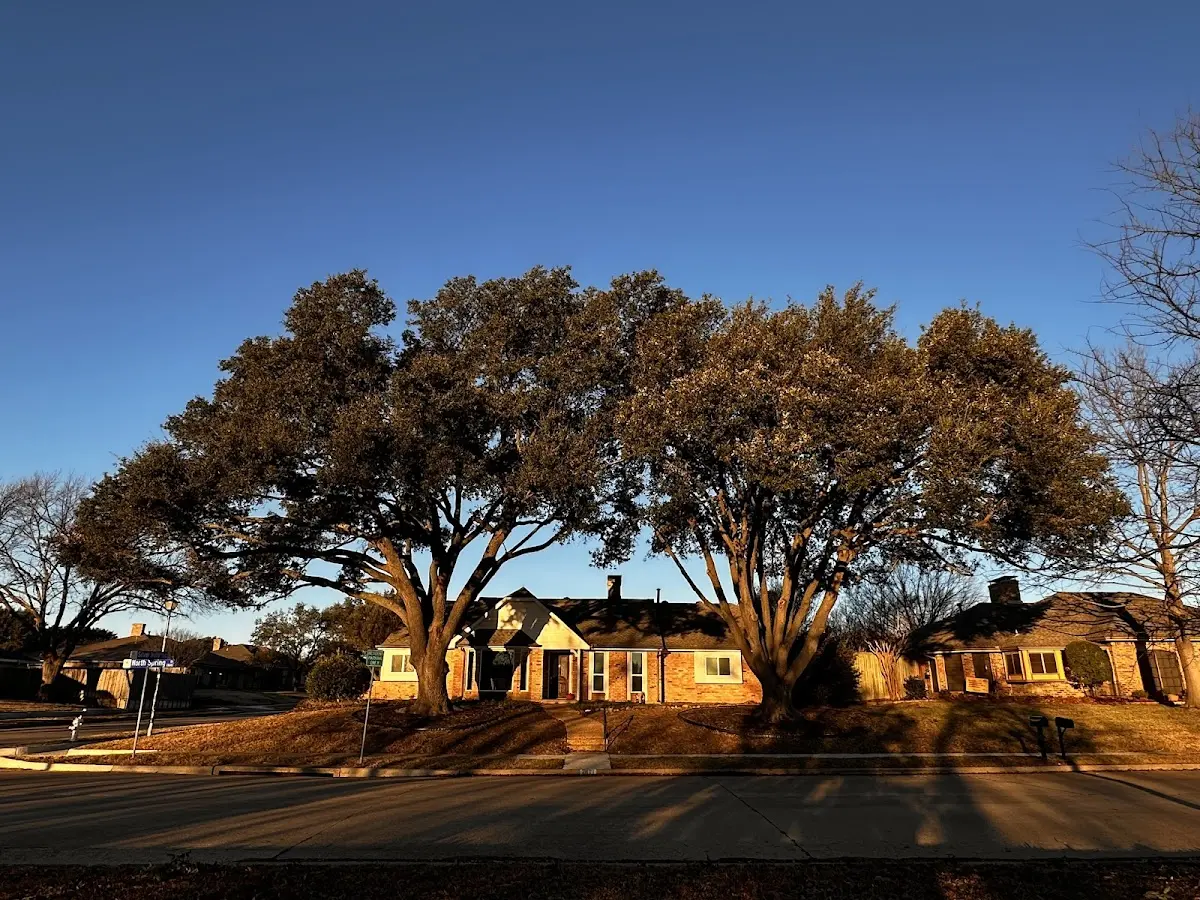 Established residential canopy tree shading a home in Castile